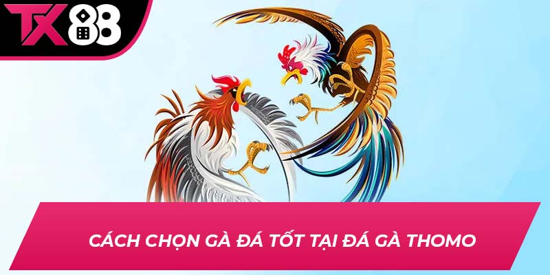 Cách chọn gà đá tốt tại đá gà Thomo