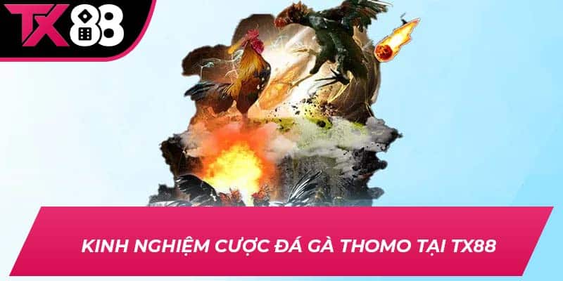Kinh nghiệm cược đá gà Thomo tại TX88